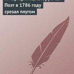 К маргаритке