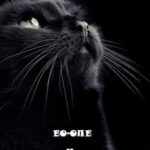 Про чёрного кота