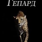 Гепард