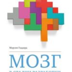Мозг в стадии разработки. Потрясающие факты об умственном развитии от зачатия до взросления