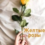 Желтые розы