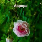 Аврора