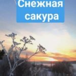 Снежная сакура