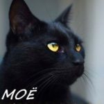 Моё желтоглазое чудо. Книга 2