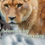 Львиный след на снегу