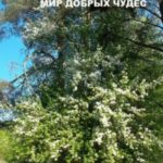 Мир добрых чудес