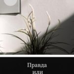 Правда или вымысел?