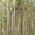 Тайга