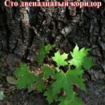 Сто двенадцатый коридор