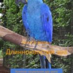 Длиннохвостый ара. Кухонно-социальная дрр-рама