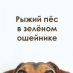 Рыжий пёс в зелёном ошейнике