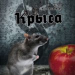 Крыса