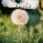 Одуванчик в небе