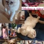 Сказка «Мойва и Айва»