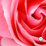 Цветы: осторожней с желаниями