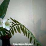 Зависимость с ароматом нарцисса