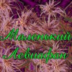 Маленький Левиафан