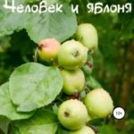 Человек и яблоня