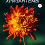 Мечта юной «Хризантемы»