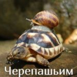 Черепашьим шагом