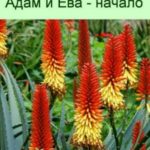 Адам и Ева – начало