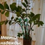 Мосты надежды, веры и любви