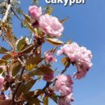 Очарование сакуры