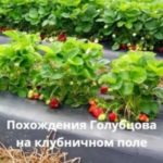 Похождения Голубцова на клубничном поле