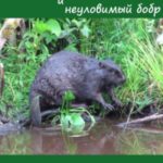 Я, Славка и неуловимый бобр