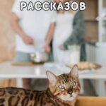 Весна и котики (сборник рассказов)